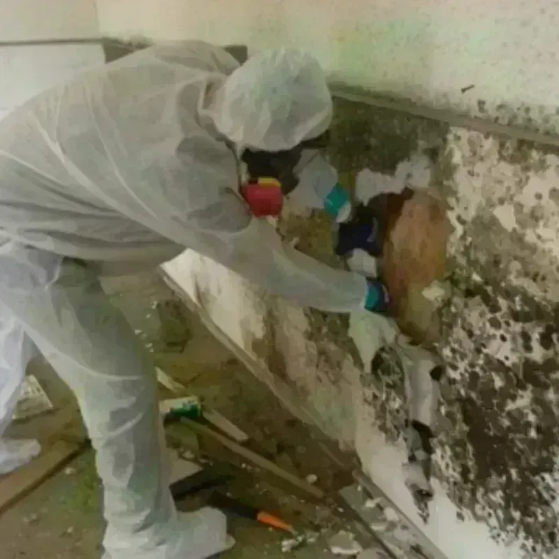 Mold Remediation and Removal in Rogersville, AL